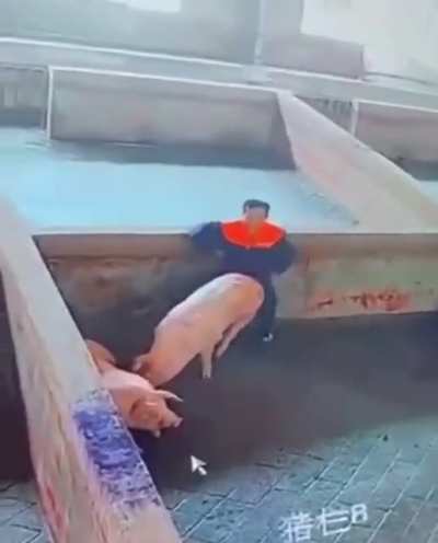 你玩佟丽娅<wbr>，我玩大白<wbr>猪