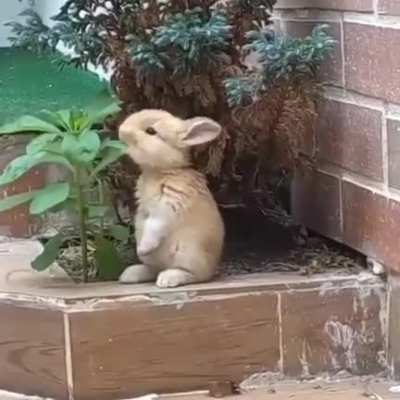 Why so cute