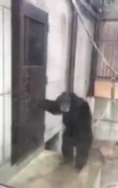 Kong when Godzilla stops playin