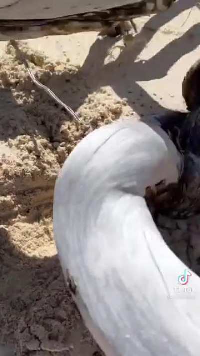 Digging for crabs