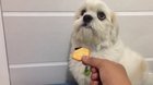poochifier