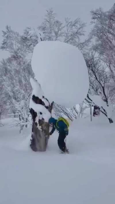 Skier fights a tree