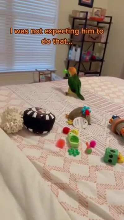 DerpBird