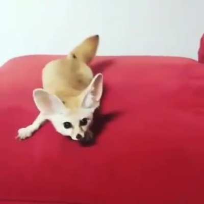 the fastest fox in the west