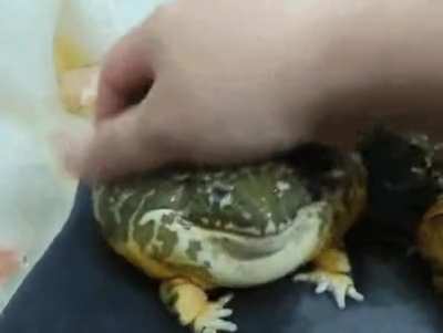 Pet Da Forg