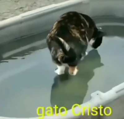 Gato Cristo has come