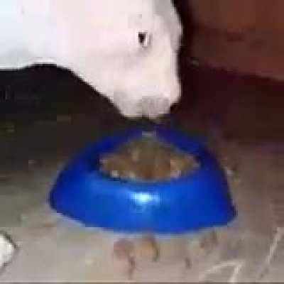Look at this cat