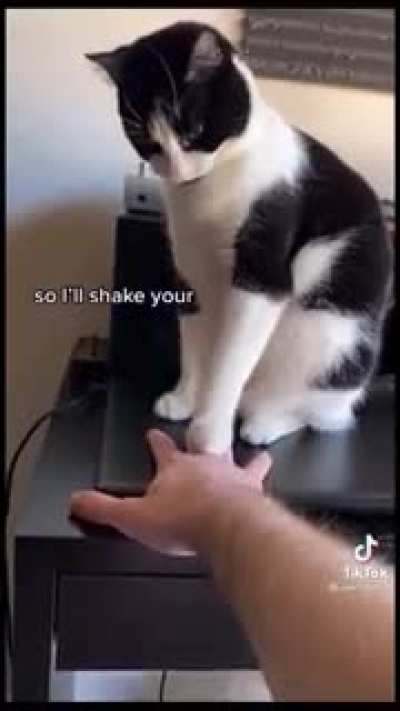 Cats will be cats (from memerman’s upload)