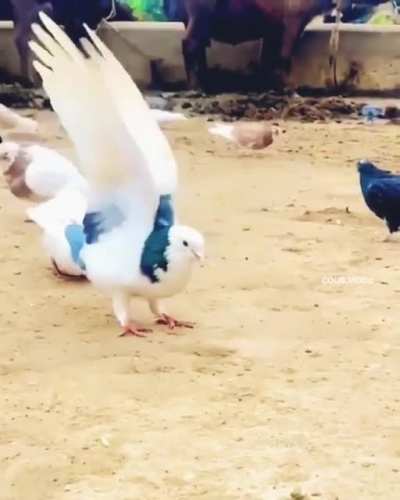 Pigeon doing backflips
