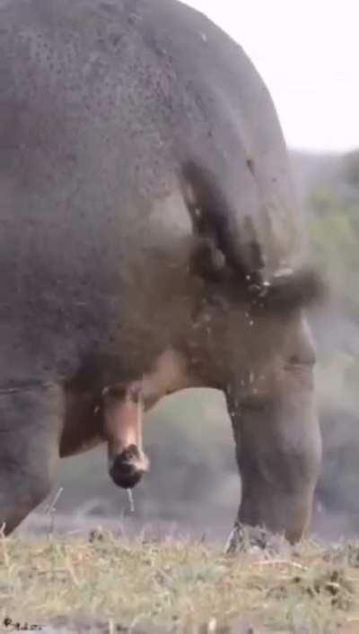 Ever wonder how do hippos wash their butt?