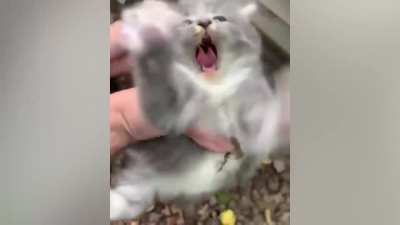 Put down that puss!