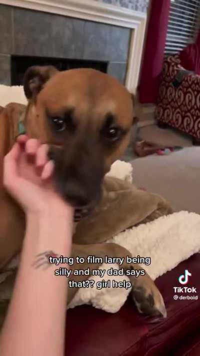 cute dog playing