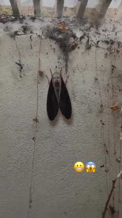 Hmmm
