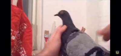 Pigeon