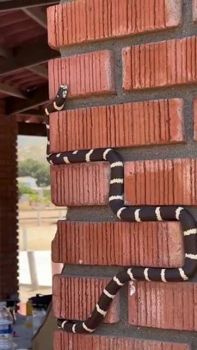 Snake 