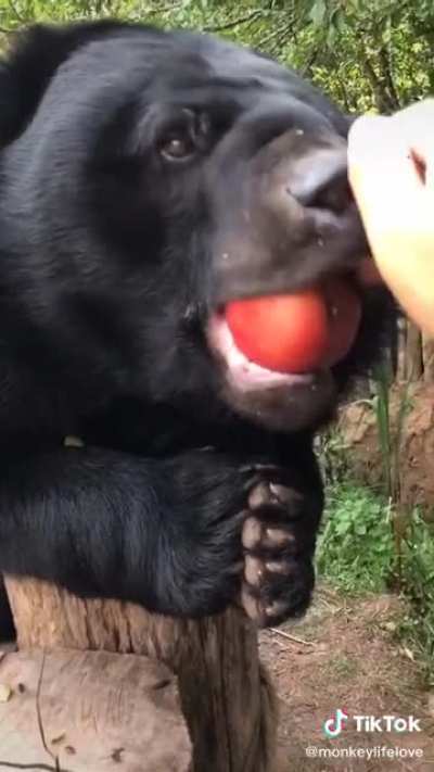 bear wit da apple