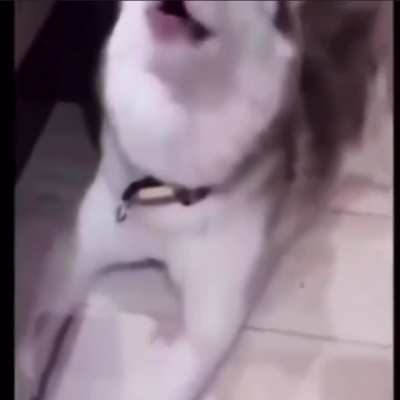 OOOOOOOOOAAAAAAA