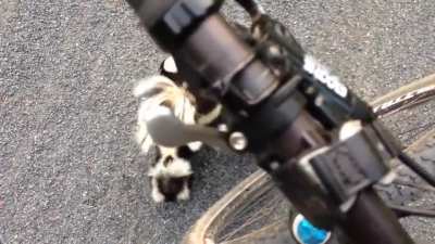 OK Who knew skunks sound like MUPPETS?