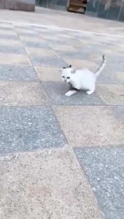 Cowboy squirrel riding a cat.
