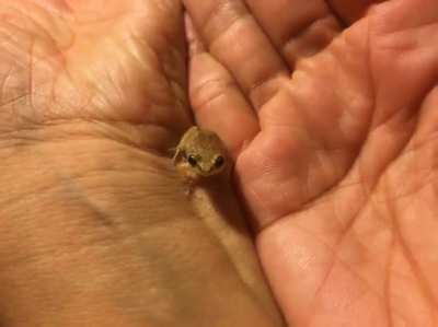 Here's the tiniest frog !
