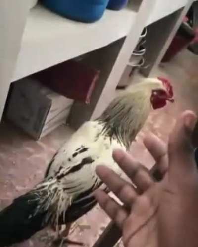 Sérgio 😭😭