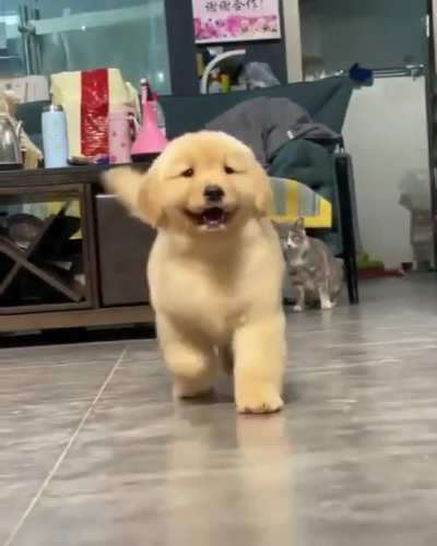 Dog does a catwalk