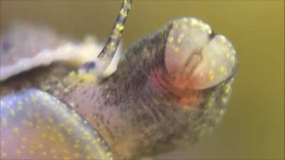 Snail tongues / teeth are the weirdest