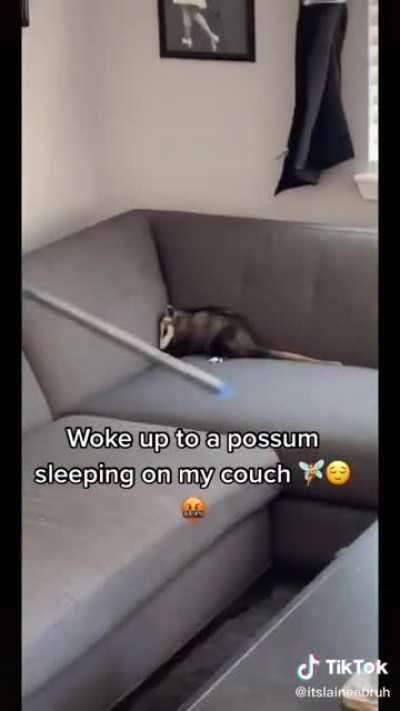 The way the possum left the house is so polite