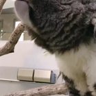 This is what a koala sounds like