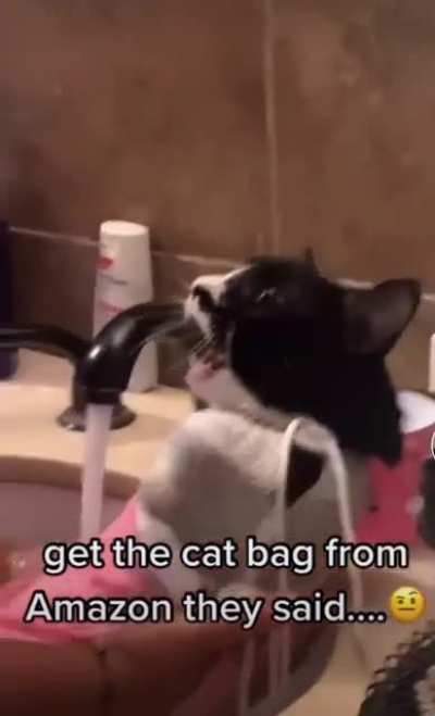 That’s a loud cat