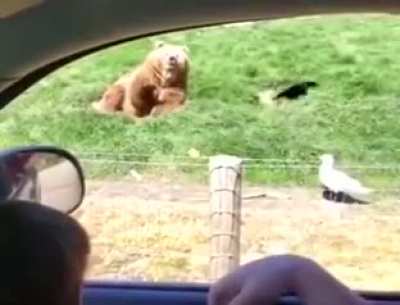 How to feed a bear