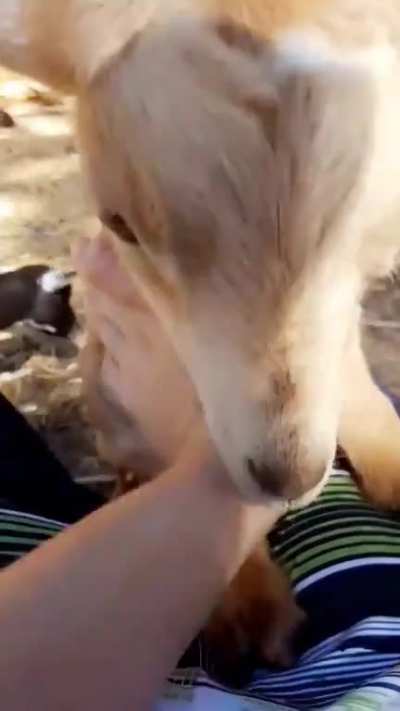 Its been 2 years since this goat boy went ham