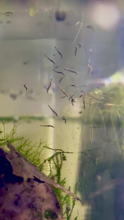 My baby pipefish!