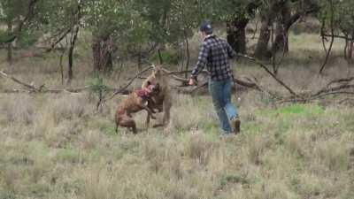 The 'roo deserved it