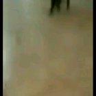 Cat walks to the beat of Buttercup.