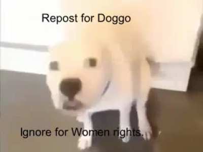 Blursed doggo