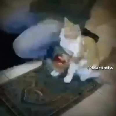 Haram Nyaaaaaaa