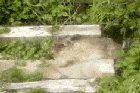 Stoat eating face before dragging live rabbit into burrow