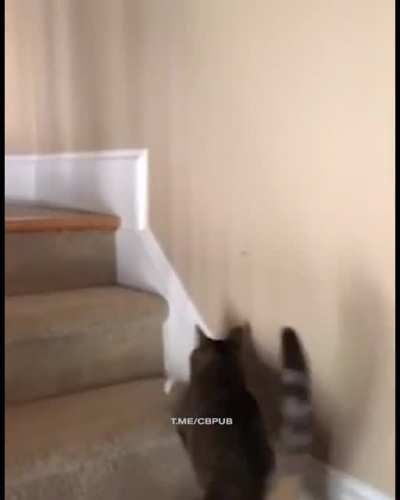 Cat 🐈