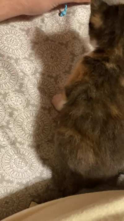 Eclair, The 4 Week Old Kitten Learning How To Play ð¥°