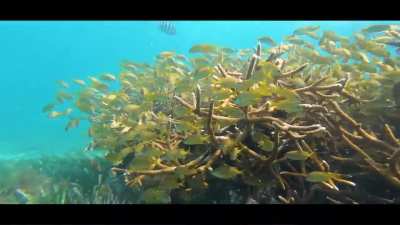 Coral Reef life of Isla Mujeres 