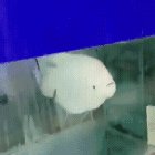 MAnS fiNgER Is ripPeD tO ShREdS bY a PIRAnHA