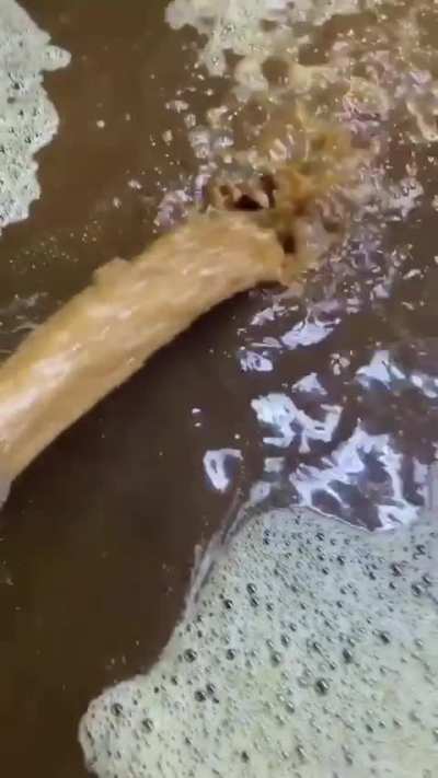 How Tequila is made