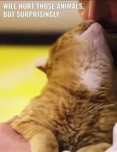 Prisoners allowed to adopt cats: The idea behind this initiative is to take animals from a cat shelter and place them in the correctional facility so inmates could take care of them. The program quickly proved to be beneficial for both the adorable cats a
