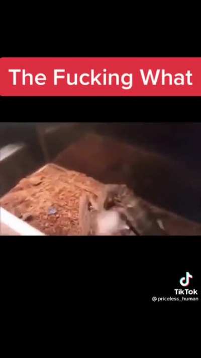 Reggie the mouse