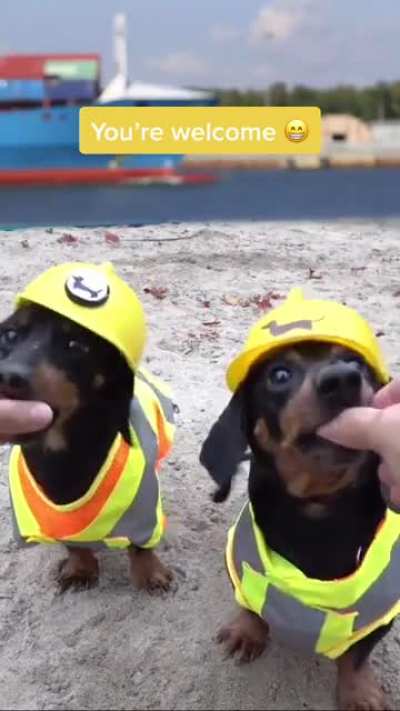 Dogs save the universe