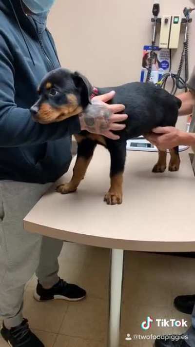 Taco’s second vet appointment today 🙌🏼