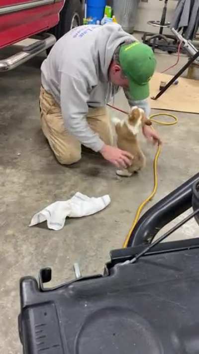 Dad said no more dogs... then I got a corgi