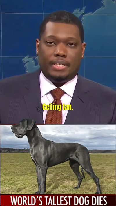 Dogs