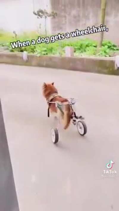 wholesome video of the day